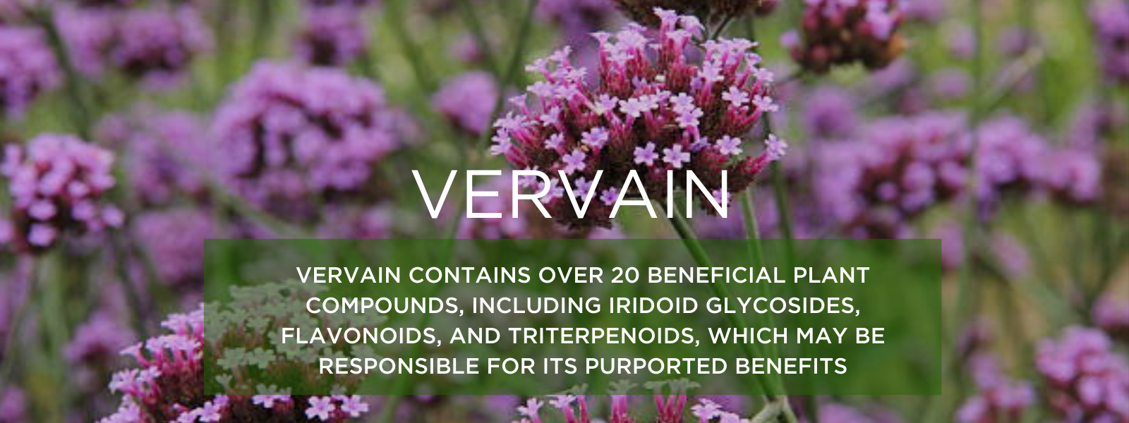 Vervain Health Benefits Uses And Important Facts Potsandpans India