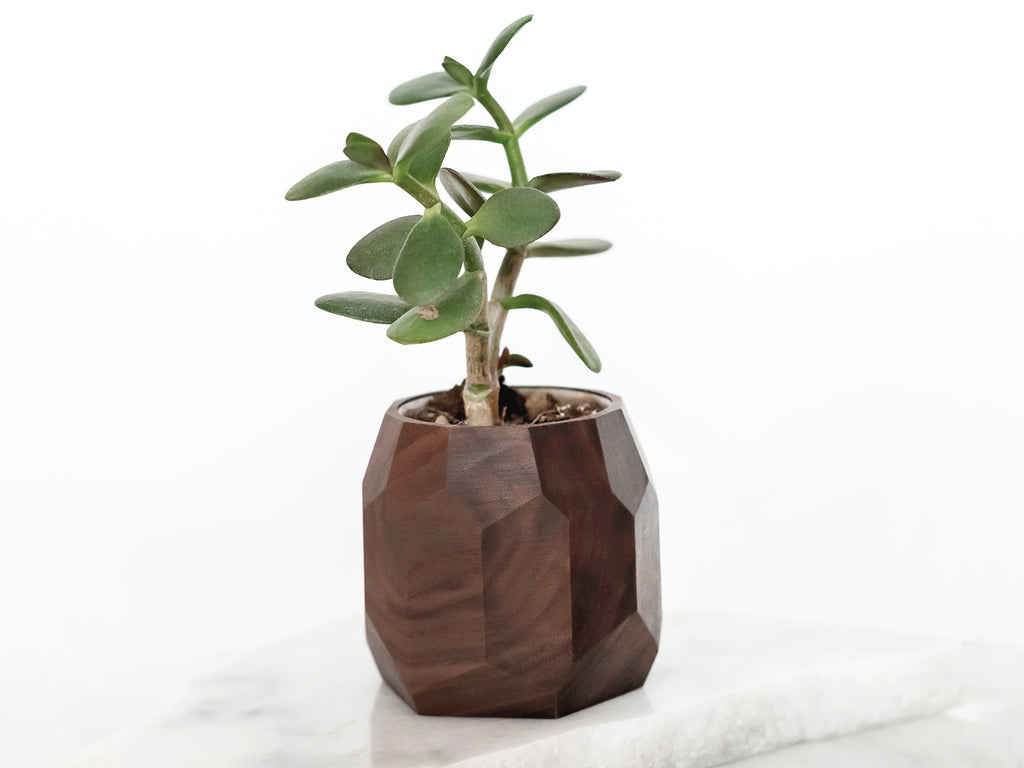 small plant for desk