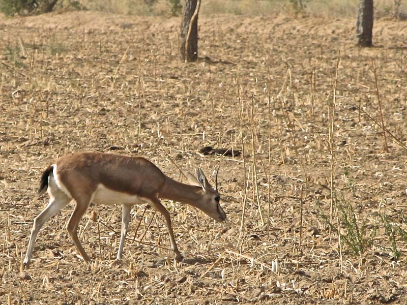 deer in the bishnoi villages