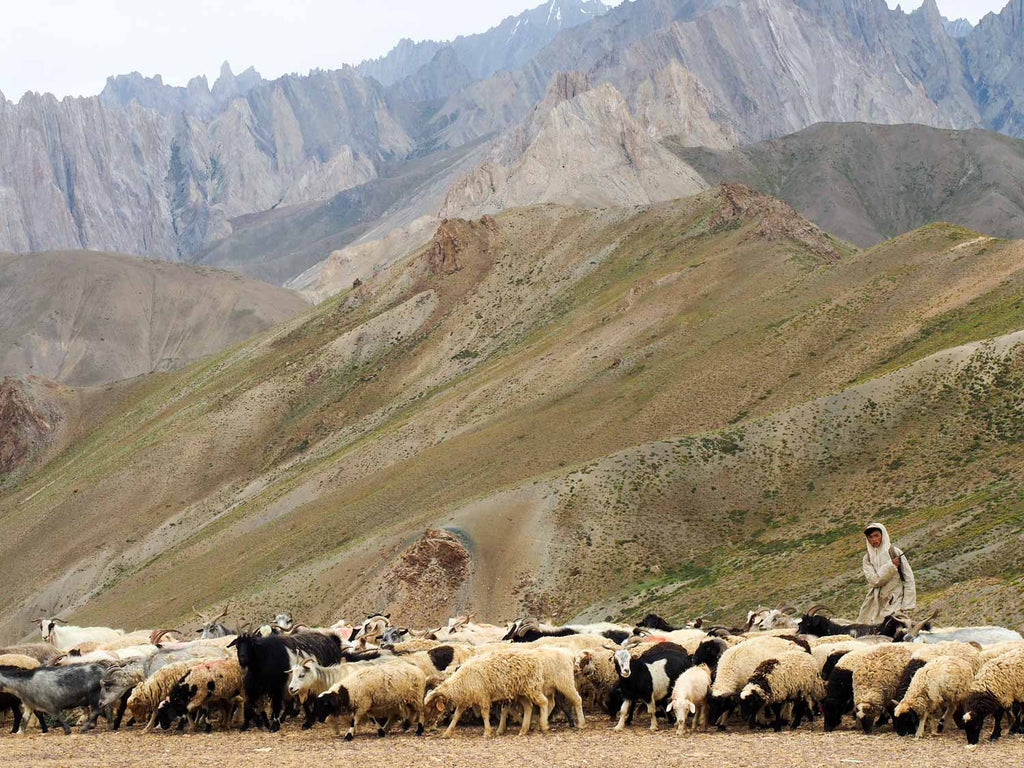 Trekking in Ladakh from Gyal to Kanji, goats on the Sarbantan La