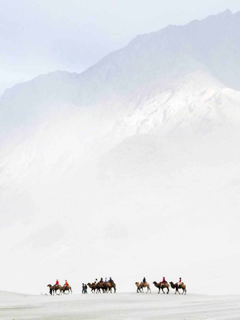 Camels in the Nubra valley, Ladakh