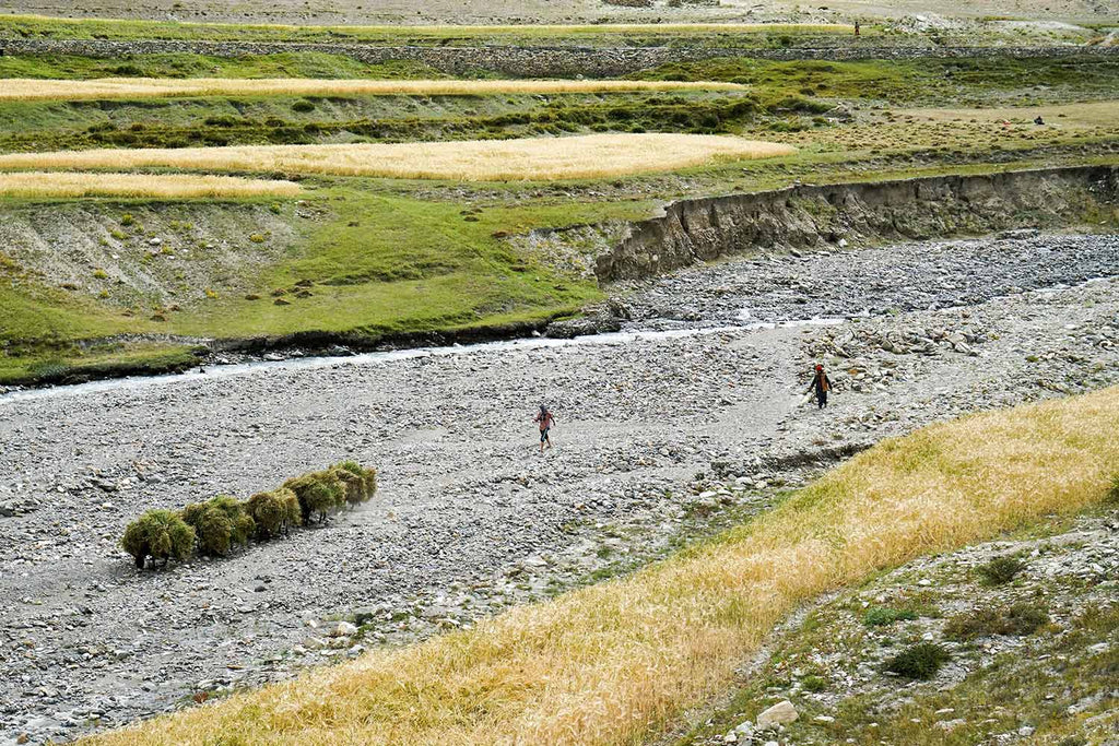 Donkeys hidden under bales of grass, Kanji, Ladakh