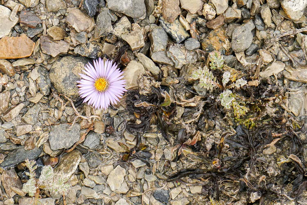 Flowers of Ladakh 5
