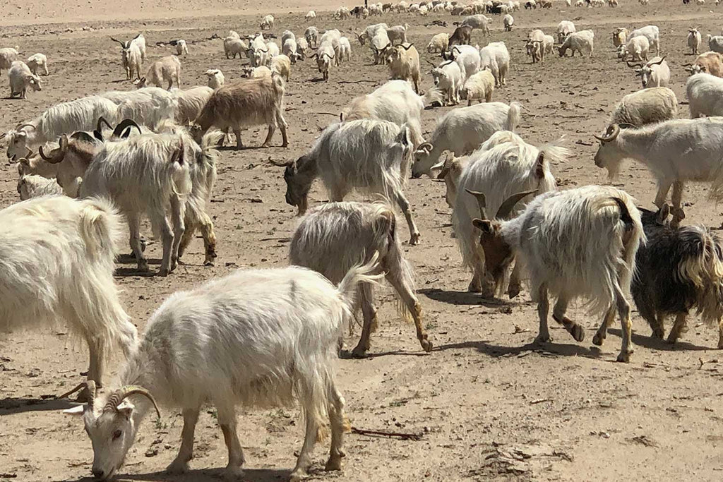 Goats on the Changtang, Ladakh