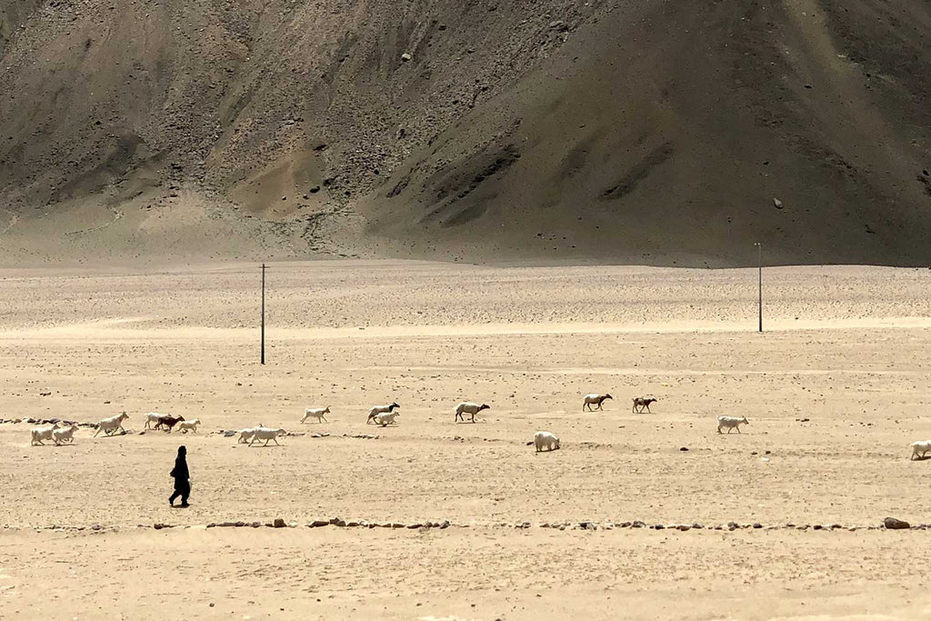 Pashmina Goats, Chantang, Eastern Ladakh