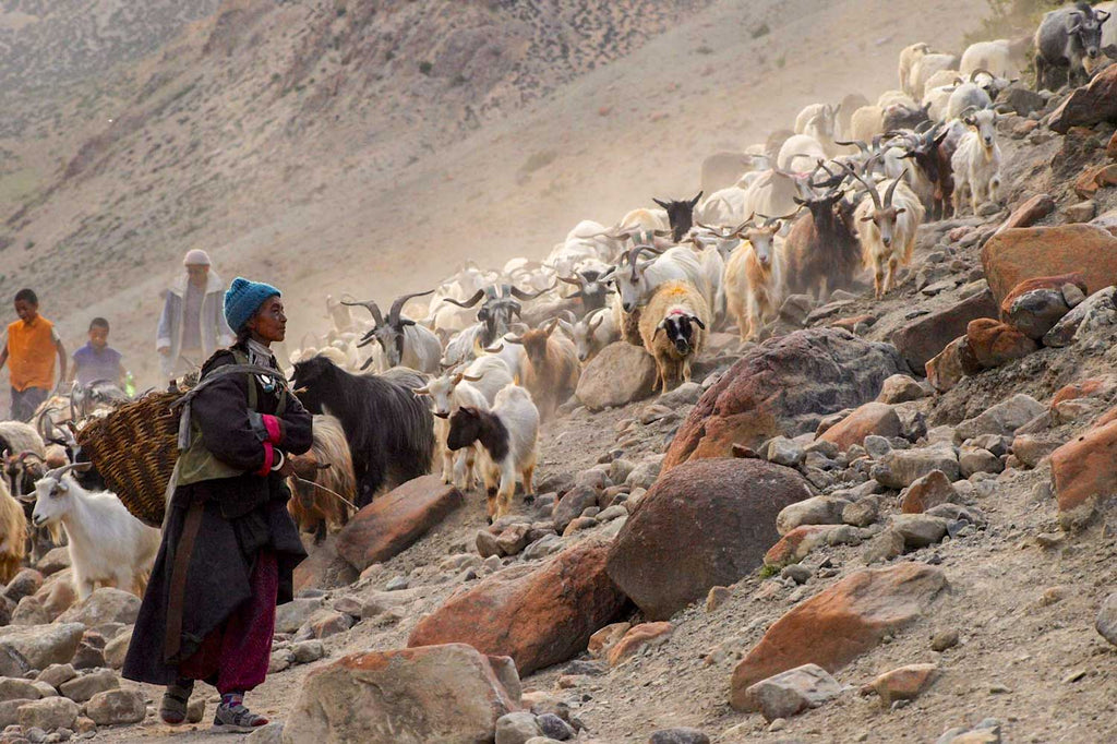 Pashmina goats, Hanupatta, Ladakh