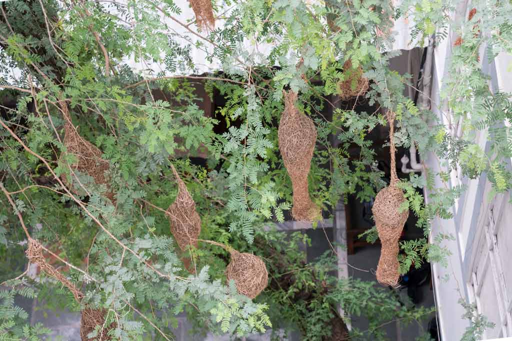 Weaver Bird nests at Rajesh Tourist Pension