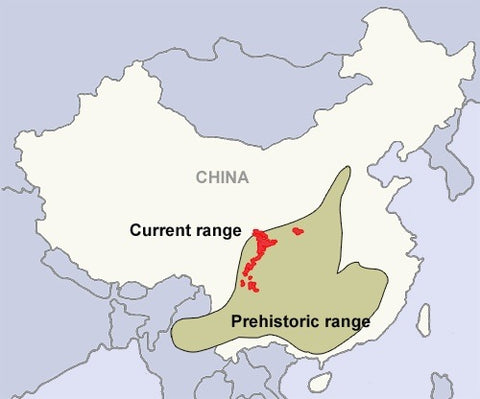 giant panda habitat map