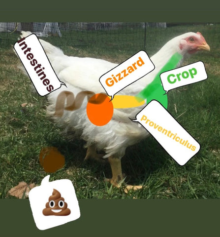 a white chicken on green grass with its digestive system drawn and labeled
