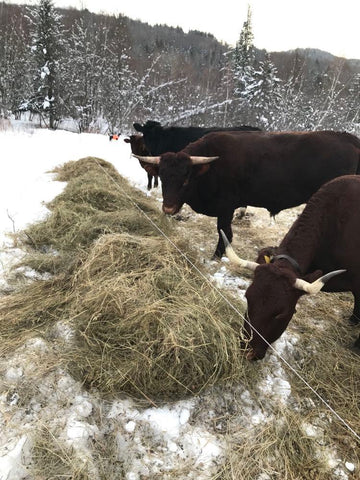 several red horned cows eating hay on a snowy field