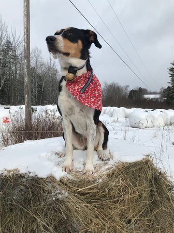 a black, white and brown dog with a red bandana it sitting on top of a round bale of hay in a snowy field