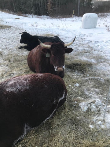 several red, horned cows are resting on hay in a snowy field