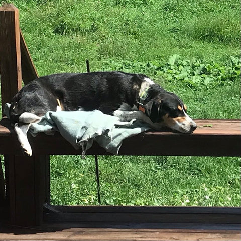 a black and white dog is laying on a blanket on a deck bench, looking regretful