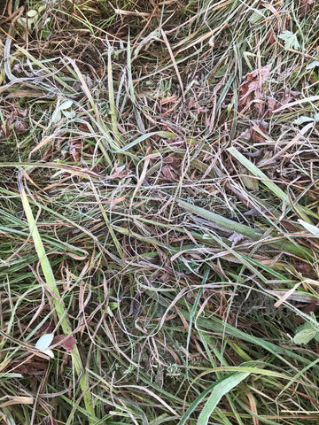 a close up of long grass with a very light covering of frost