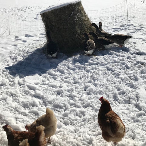 a large round bale of hay sits in the snow while geese nibble on it and some chickens wait their turn
