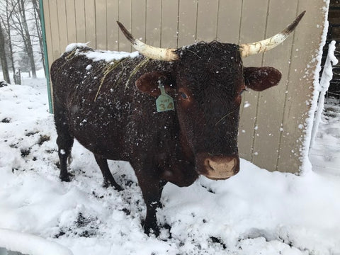 a red devon cow with horns stands in front of a cow shed on a snowy day