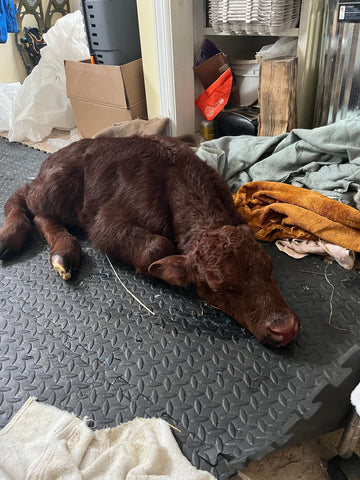 a small red calf sleeps on a black mat in a very cluttered mudroom