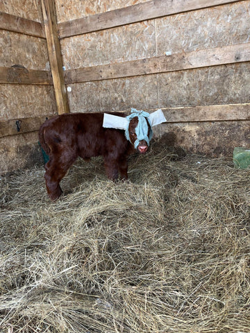 a small red calf stands on hay bedding in a shed, she is wearing large white ear covers, tied around her face with blue fabric, she looks ridiculous