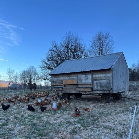 a chicken coop on wheels surrounded by brown chickens pecking through new spring grass. the sky is blue and the trees are not yet leafed out. a horned Devon cow watches from the next pasture