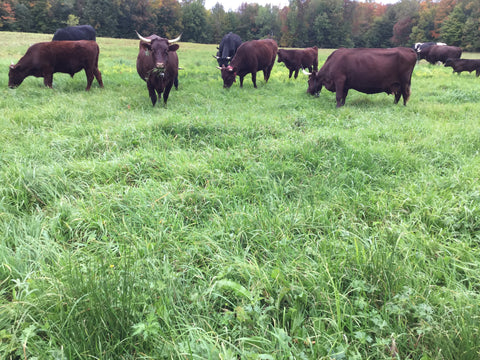 red devon cows grazing on a lush green pasture