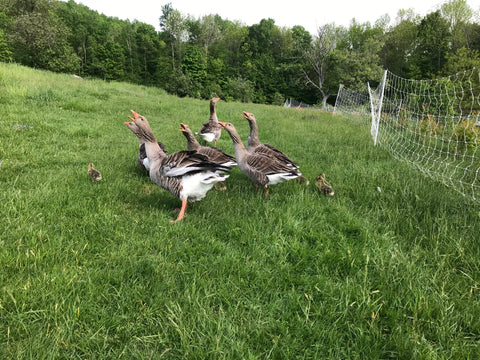 gray geese and goslings