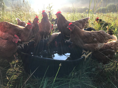 brown hens on green pasture are perched around a water tub