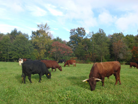 grazing cows