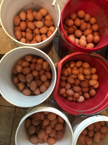 buckets of eggs
