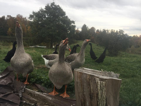 four gray geese facing the camera and standing in front of several black ducks, the geese appear to be honking