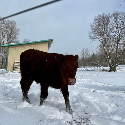 a red calf walks through fresh snow, while licking her nose
