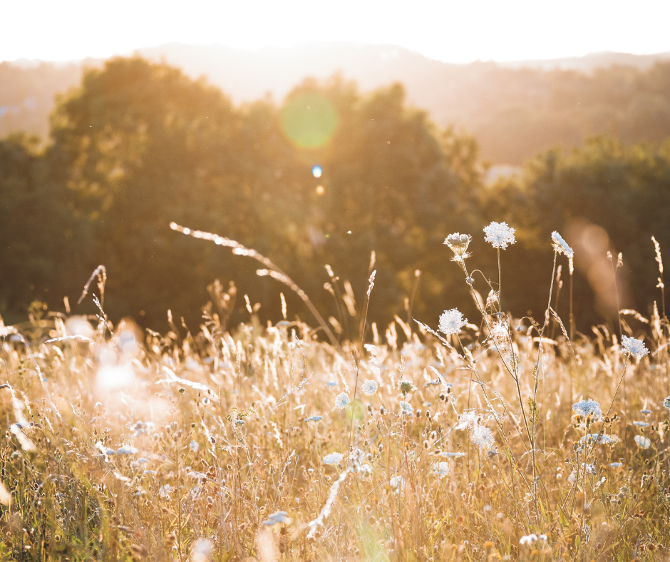 Managing Your Hay Fever hero image