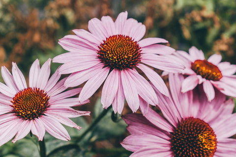 Packed with antioxidant compounds, echinacea can help defend your cells from stress that contributes to chronic diseases such as heart disease and diabetes.