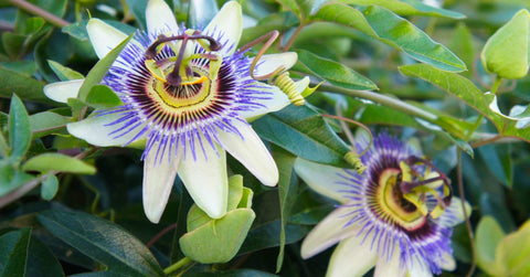 Close up of a pair of purple white passionflower 