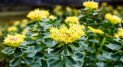 rhodiola rosea for Erectile Dysfunction