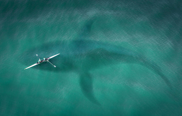 Terror of the Seas! The True Story About the Awesome Megalodon