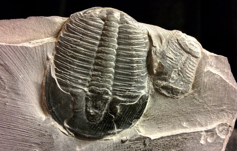 Confessions of a Genuine Trilobite: What is it Telling Us? - Michael's Gems  & Glass