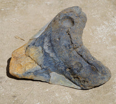 Megalodon Tooth