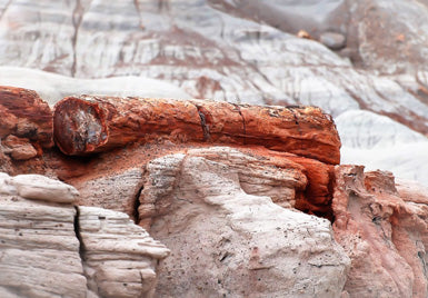 Fossil Wood in Petrified Forest National Park