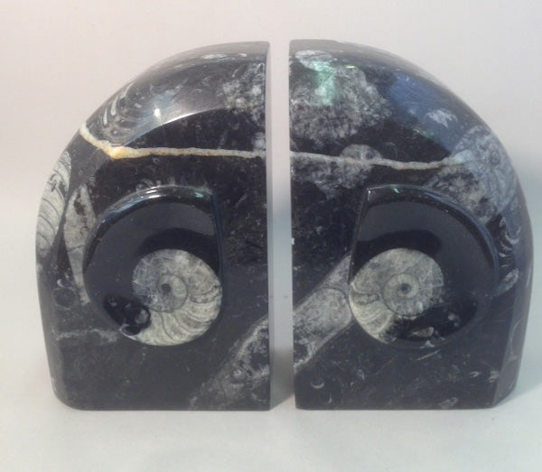 Polished Orthoceras Fossil Bookends