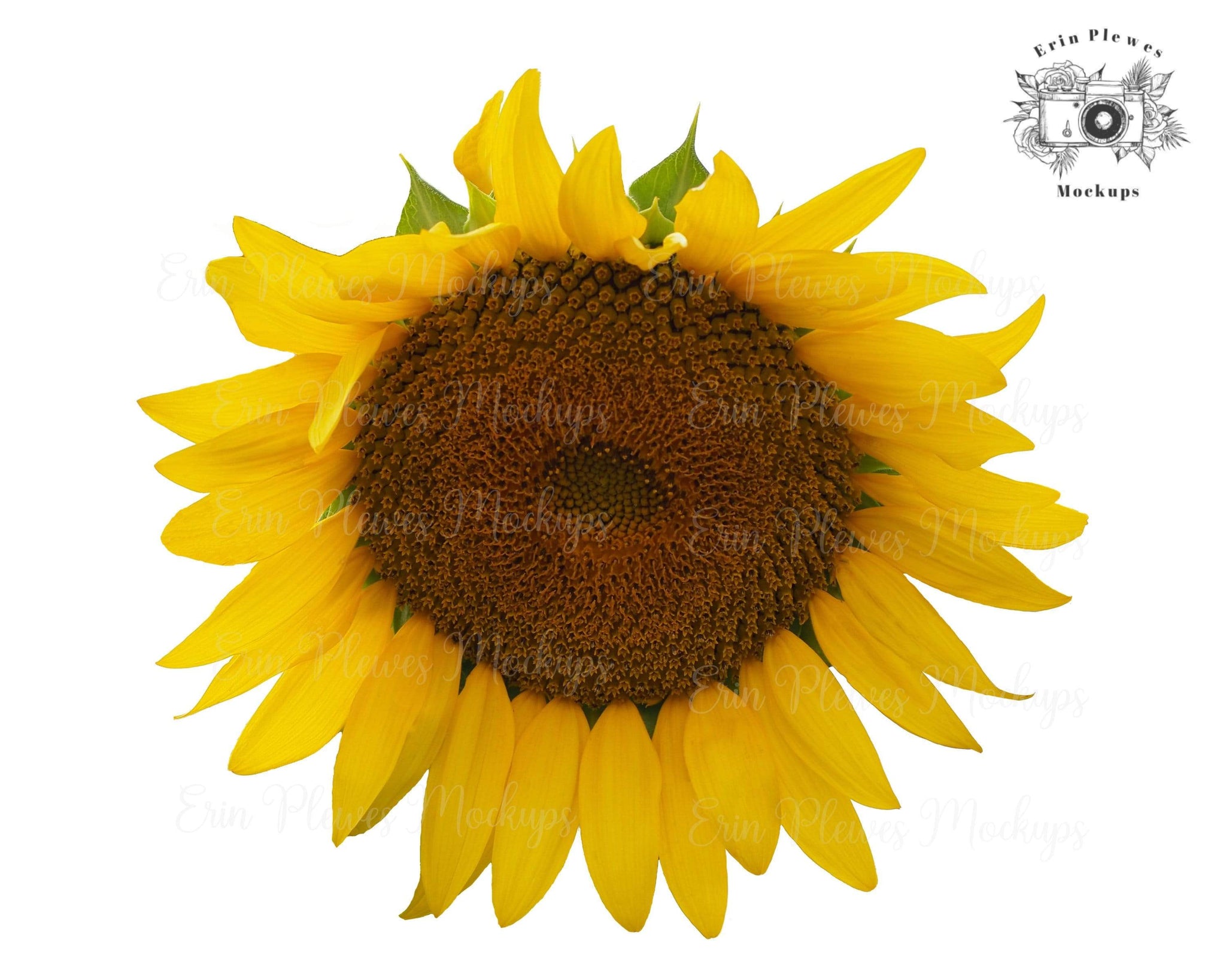 Free Free 102 Clipart Sunflower Png SVG PNG EPS DXF File