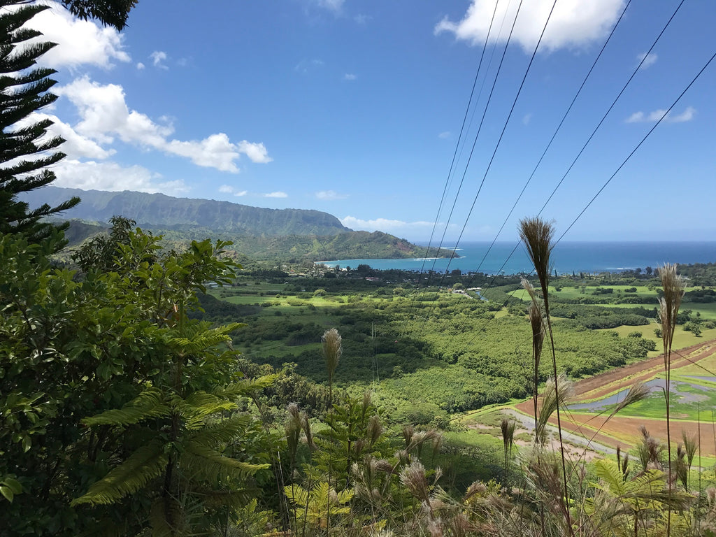 Okolehao Trail Kauai