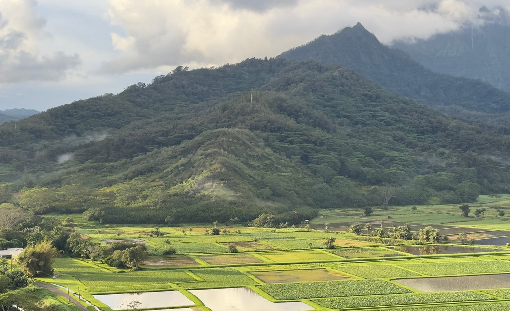 Okolehao Trail Hanalei