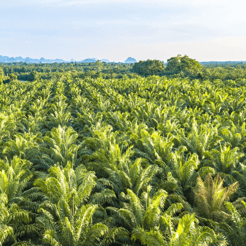Palm Oil Deforestation: How To Minimize Negative Effects