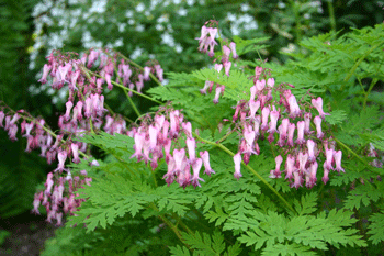 blue bleeding heart flower