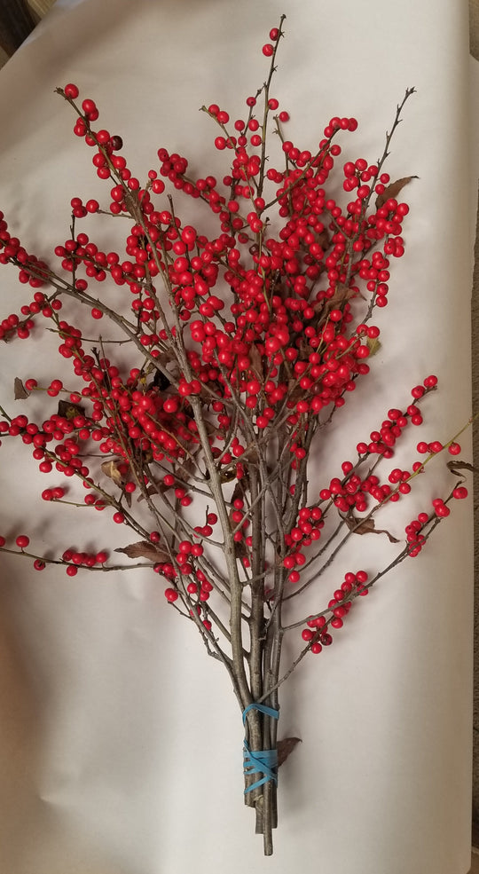 Ilex Winterberry Holly - 9-15 Tips - Bundle of 25 Stems