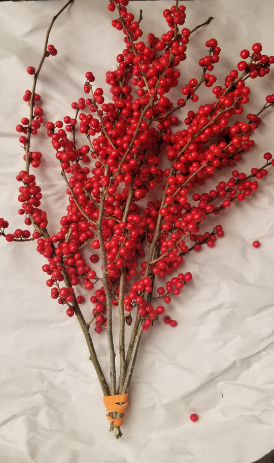 Ilex Winterberry Holly - 9-15 Tips - Bundle of 25 Stems