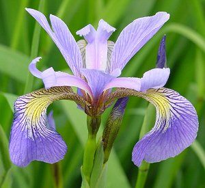 Iris Versicolor Blue Flag Iris Seeds