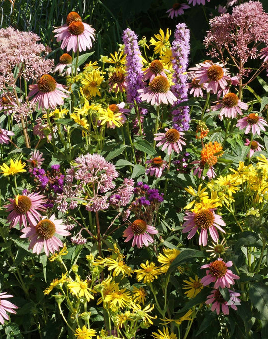 Southeast Native Wildflower Seed Mix