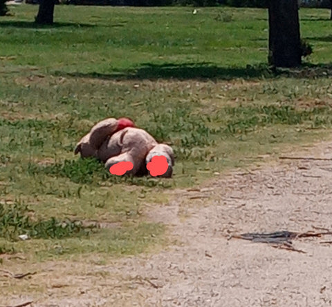 Teddy bear laying in field following EF3 Tornado