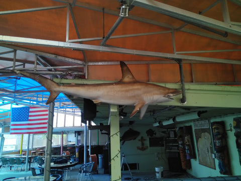 Mounted shark with Shark Glass Eyes